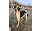 Adopt Zeke a Tricolor (Tan/Brown & Black & White) Pit Bull Terrier / Cattle Dog