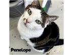 Adopt Penelope a Brown Tabby Domestic Shorthair (short coat) cat in St.
