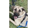 Adopt Frankincense a Shepherd (Unknown Type) / Black Mouth Cur / Mixed dog in