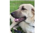 Adopt Ephraim a Shepherd (Unknown Type) / Great Pyrenees / Mixed dog in Gilmer