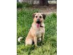 Adopt Daniel a Shepherd (Unknown Type) / Great Pyrenees / Mixed dog in Gilmer
