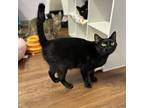 Adopt Hilda a All Black Domestic Shorthair / Mixed cat in Port Richey