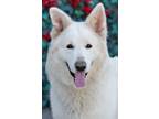 Adopt Ghost von Golchen a White German Shepherd Dog / Mixed dog in Los Angeles