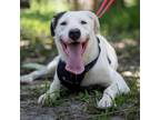 Adopt Panda a White - with Tan, Yellow or Fawn Canaan Dog / Husky / Mixed dog in