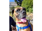 Adopt Zeus a Tan/Yellow/Fawn Boxer / Mixed dog in Davis, CA (34500702)