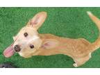 Adopt Lety a Tan/Yellow/Fawn - with White Corgi / Dachshund / Mixed dog in El