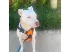 Adopt MOLLY a White Staffordshire Bull Terrier / Mixed dog in San Diego