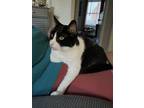 Adopt Scooter a Black & White or Tuxedo Domestic Shorthair (short coat) cat in