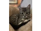 Adopt Lola a Gray, Blue or Silver Tabby Domestic Shorthair (short coat) cat in