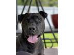 Adopt Geoffrey a Black American Staffordshire Terrier / American Pit Bull