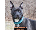 Adopt Storm a Black Whippet / Terrier (Unknown Type, Small) / Mixed dog in
