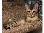 Adopt Riley a Gray, Blue or Silver Tabby Domestic Shorthair (short coat) cat in