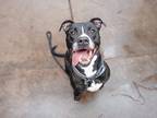 Adopt Luna a Black - with White Pit Bull Terrier / Mixed Breed (Medium) / Mixed