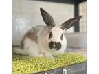 Adopt Beetlejuice (bonded with Lydia) a English Spot / Mixed rabbit in West Des