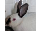 Adopt Lydia (bonded with Beetlejuice) a Rex / Mixed rabbit in West Des Moines