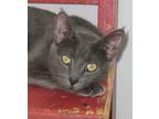 Adopt Mere a Gray or Blue Domestic Shorthair (short coat) cat in Libby
