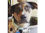 Adopt Charlie a Brown/Chocolate - with White Catahoula Leopard Dog / Mixed dog