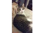 Adopt Selina a Brown Tabby Domestic Shorthair (short coat) cat in Carlisle