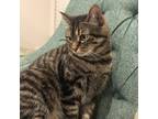 Adopt Lexi a Brown Tabby Domestic Mediumhair / Mixed (medium coat) cat in