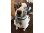 Adopt Ernie a White - with Gray or Silver Catahoula Leopard Dog / Mixed dog in