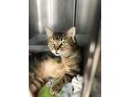 Adopt Gibby a Domestic Shorthair cat in Richmond, IN (34574677)