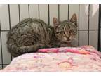 Adopt Benny a Gray, Blue or Silver Tabby Domestic Shorthair (short coat) cat in