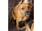 Adopt Rocky a Tricolor (Tan/Brown & Black & White) Boxer / Labrador Retriever /