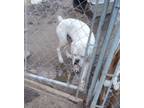 Adopt Whisper a White Boxer / Mixed dog in Austin, TX (37359451)