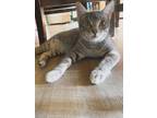Adopt Butternut INDOOR ONLY a Gray, Blue or Silver Tabby Domestic Shorthair