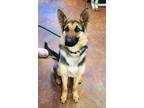 Adopt Mona a Black - with Tan, Yellow or Fawn German Shepherd Dog / Mixed dog in