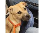 Adopt Missy a Tan/Yellow/Fawn Mastiff / Mixed dog in Lindenwold, NJ (37124722)