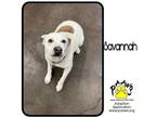 Adopt Savannah a White Mixed Breed (Large) / Mixed dog in Newburgh