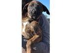 Adopt RED a Brindle Mastiff dog in Calimesa, CA (37119924)