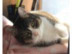 Adopt Katie a Gray or Blue Domestic Shorthair / Domestic Shorthair / Mixed cat