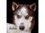 Adopt Archie a Red/Golden/Orange/Chestnut Siberian Husky / Mixed dog in