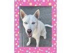 Adopt Storm a White Husky / Labrador Retriever / Mixed dog in Santa Ana
