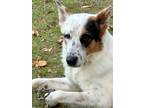 Adopt Angel a White Australian Cattle Dog / Mixed dog in Tyler, TX (37327698)