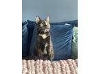 Adopt Francine a Tortoiseshell Domestic Shorthair / Mixed cat in Whitestone