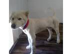 Adopt Forney a White - with Tan, Yellow or Fawn Husky / Mixed dog in Eufaula