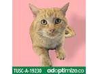Adopt Russell a Orange or Red Domestic Shorthair / Mixed cat in Tuscaloosa