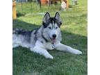 Adopt Yoshi a Black Siberian Husky / Husky / Mixed dog in Blaine, MN (37358367)