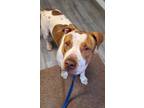 Adopt Huck a White American Staffordshire Terrier / Hound (Unknown Type) / Mixed