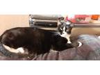 Adopt Shelley a Black & White or Tuxedo Domestic Shorthair (short coat) cat in