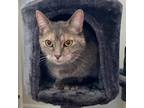 Adopt Bella a Tortoiseshell Domestic Shorthair / Mixed cat in FREDERICK