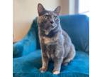 Adopt Wu a Gray or Blue Domestic Shorthair / Mixed cat in Carson City