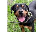 Adopt Rumble a Rottweiler / Terrier (Unknown Type, Small) / Mixed dog in Eugene