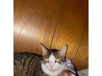Adopt Roo a Domestic Shorthair / Mixed (short coat) cat in Port Jervis