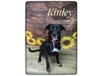 Adopt Kinley a Mixed Breed (Medium) / Mixed dog in Lagrange, IN (37359202)