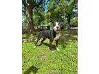 Adopt Piebald a American Staffordshire Terrier / Mixed dog in Mobile