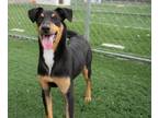 Adopt Blitzen a Shepherd (Unknown Type) / Doberman Pinscher / Mixed dog in